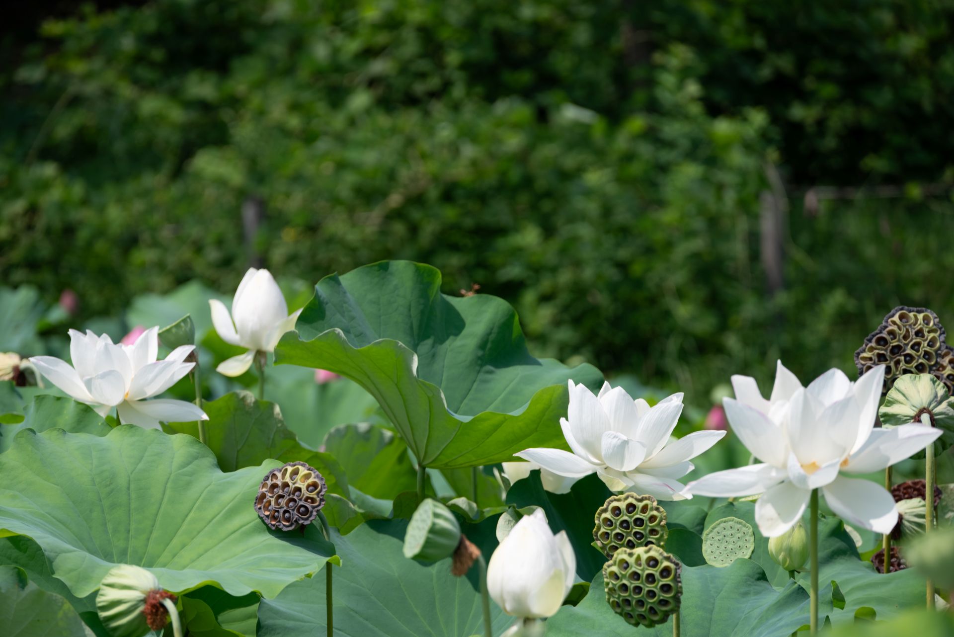 昭和記念公園