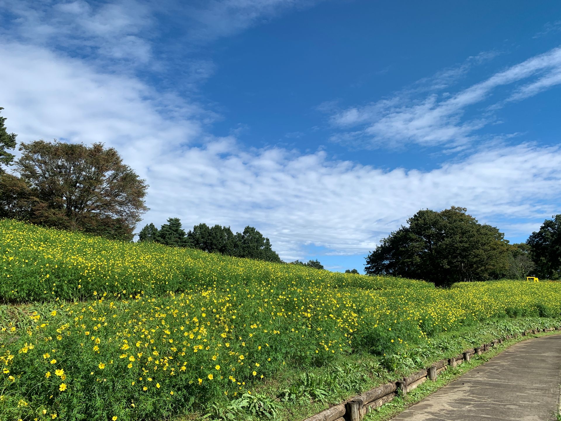昭和記念公園