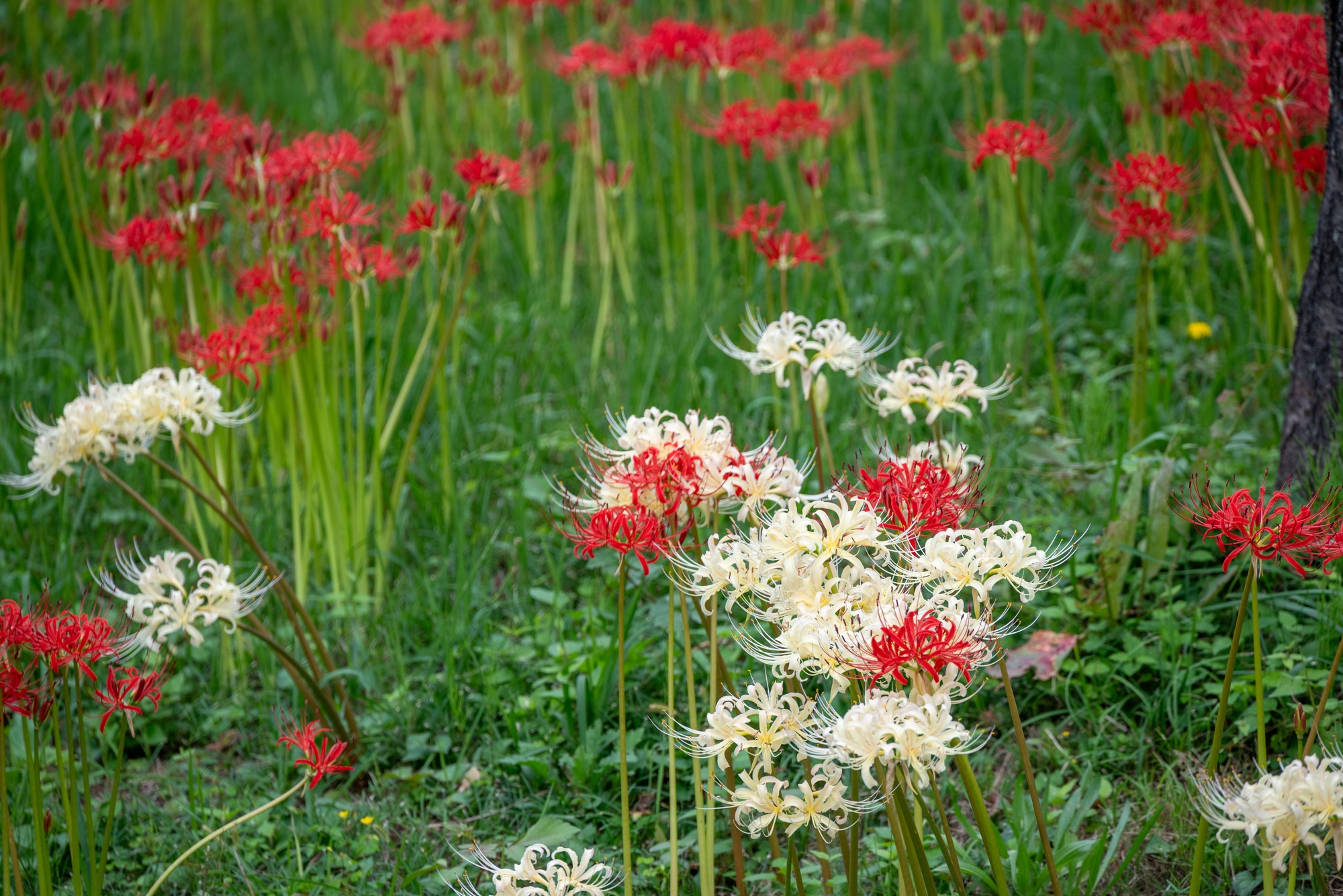 昭和記念公園