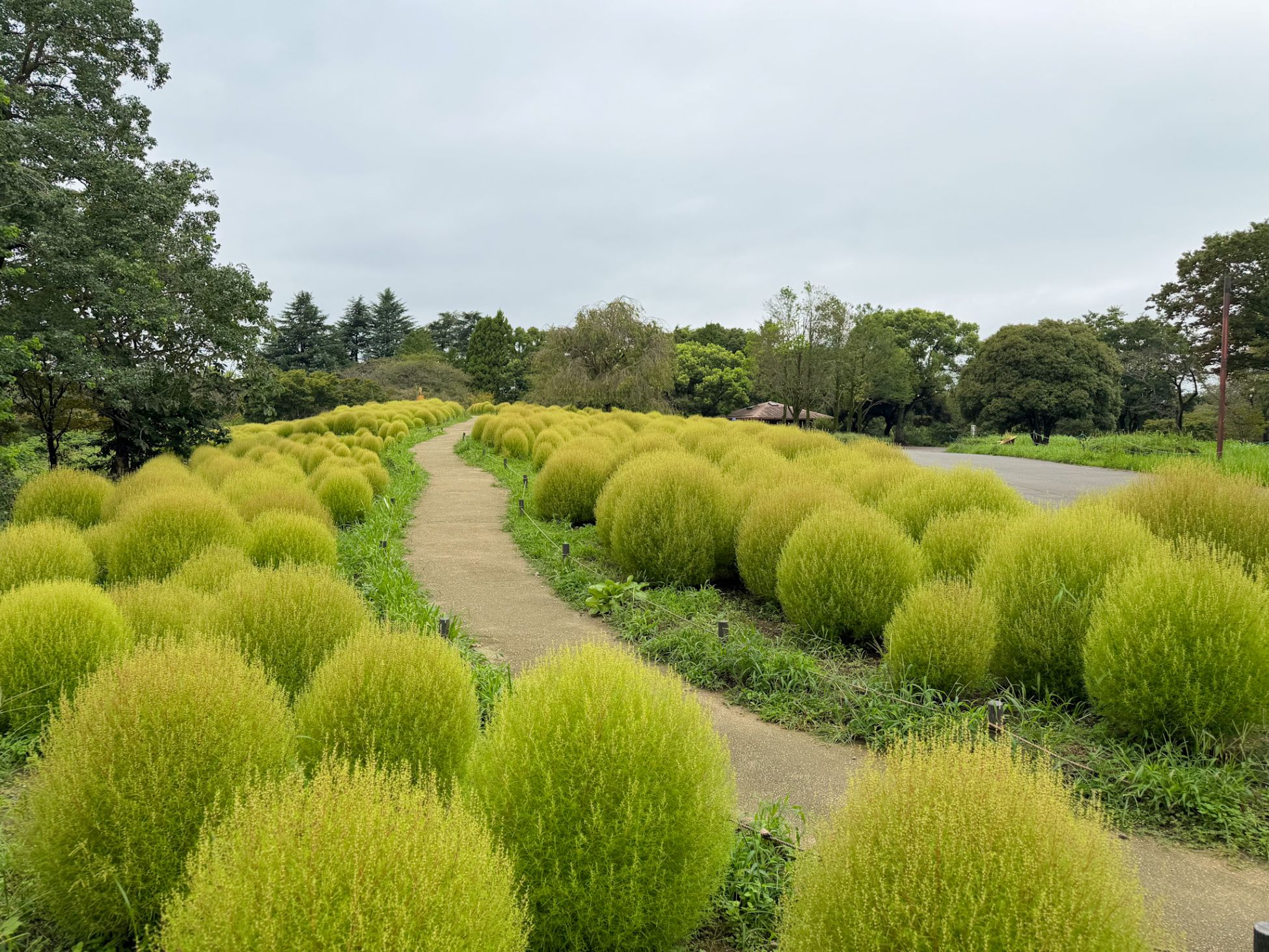 昭和記念公園