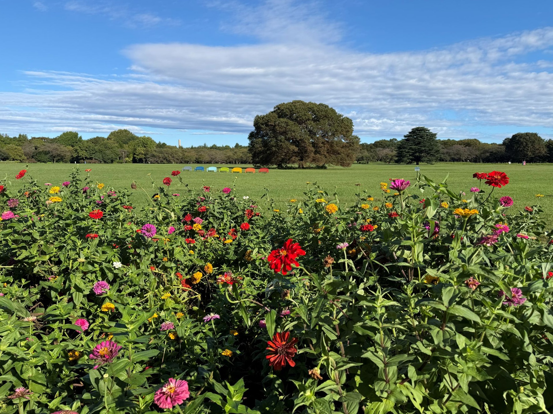 昭和記念公園