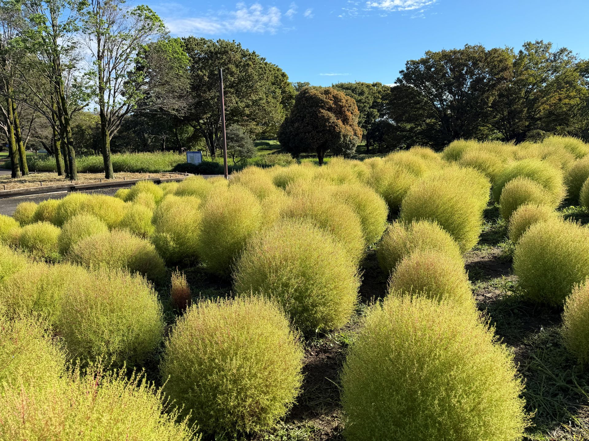 昭和記念公園