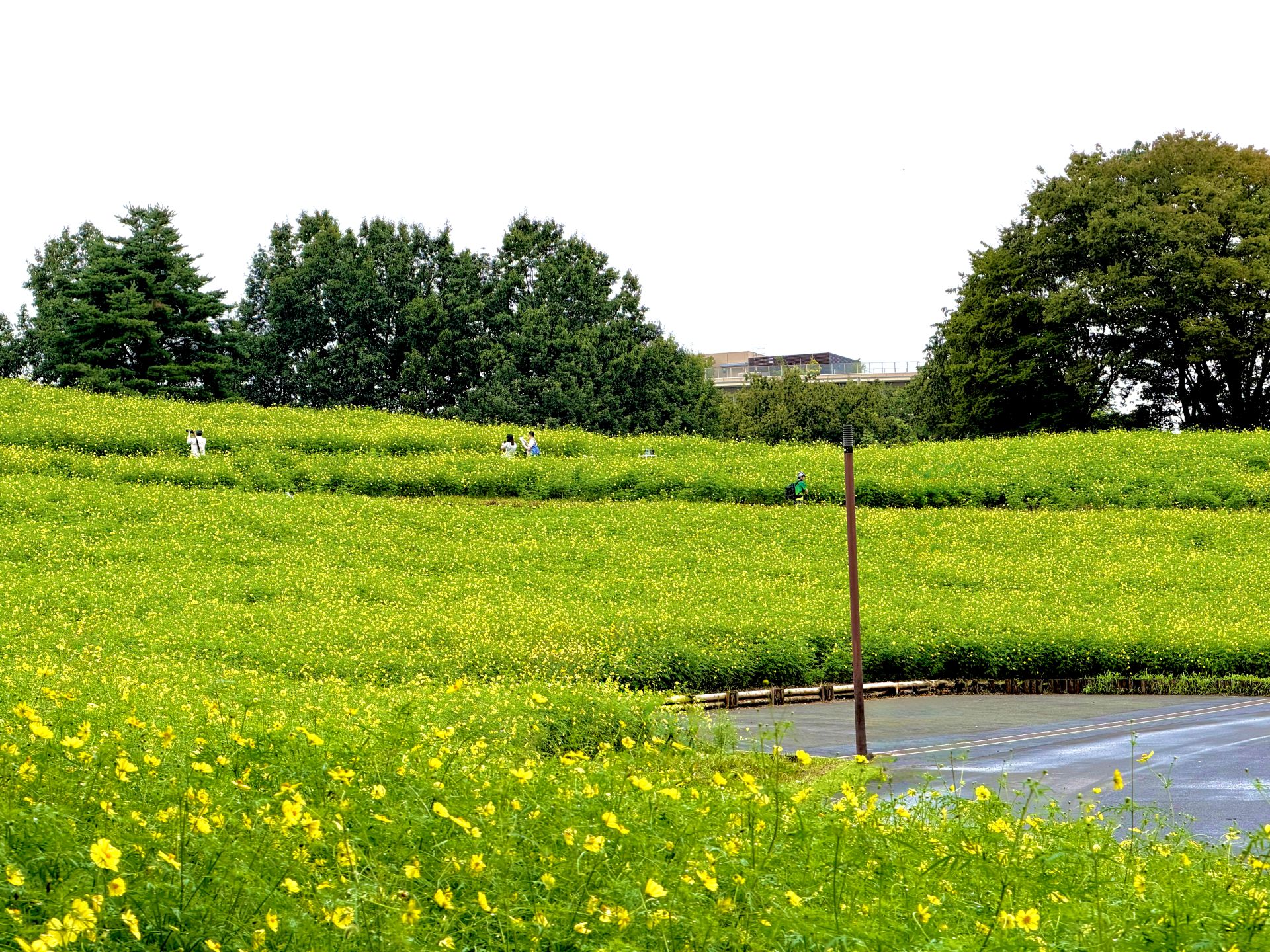 昭和記念公園