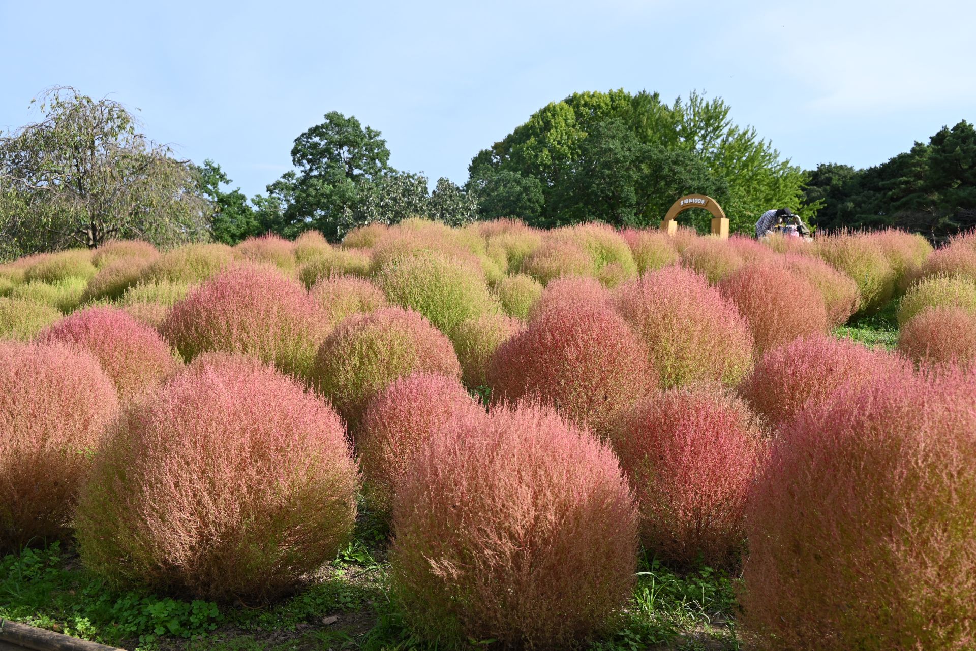 昭和記念公園