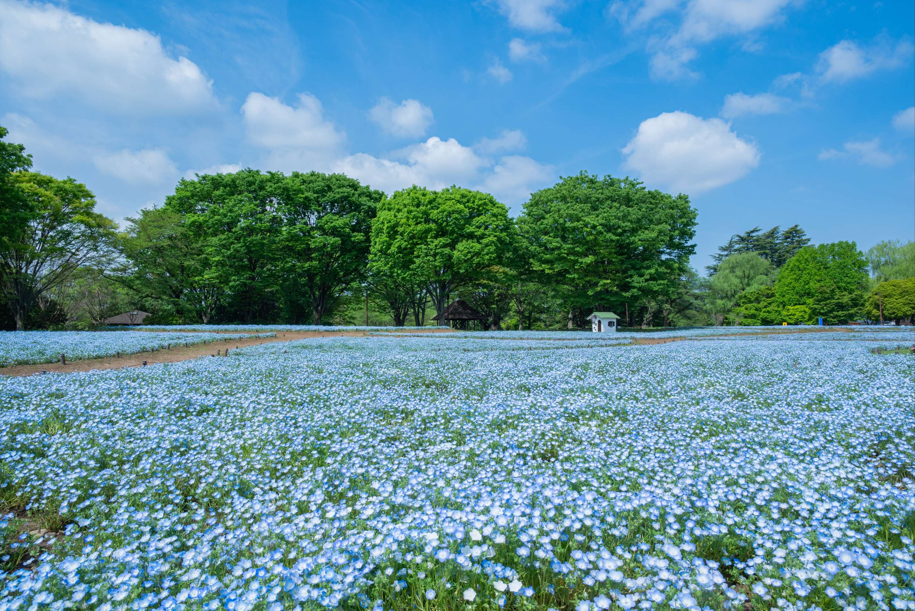 ネモフィラ(花畑)