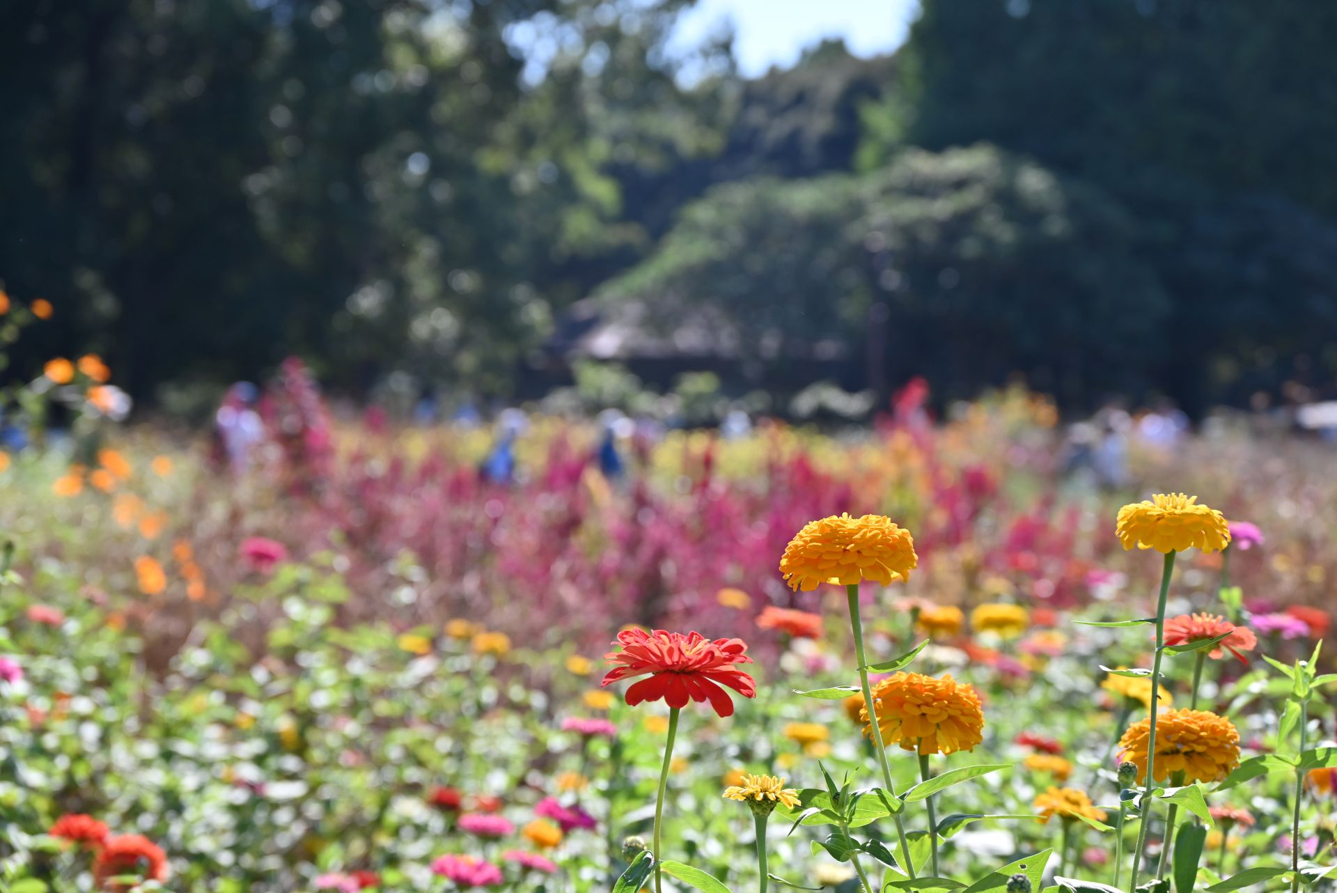 昭和記念公園