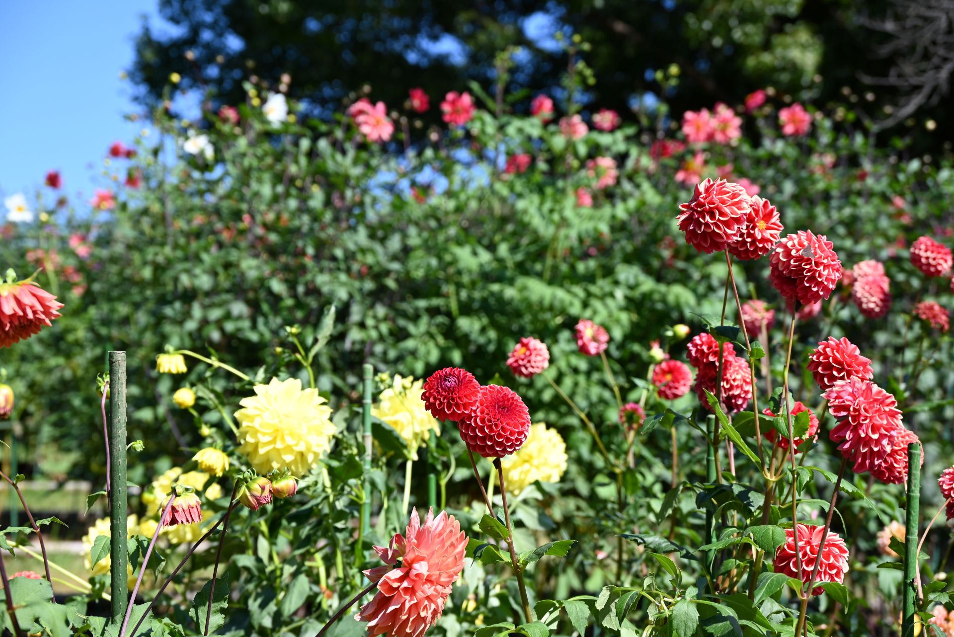 昭和記念公園