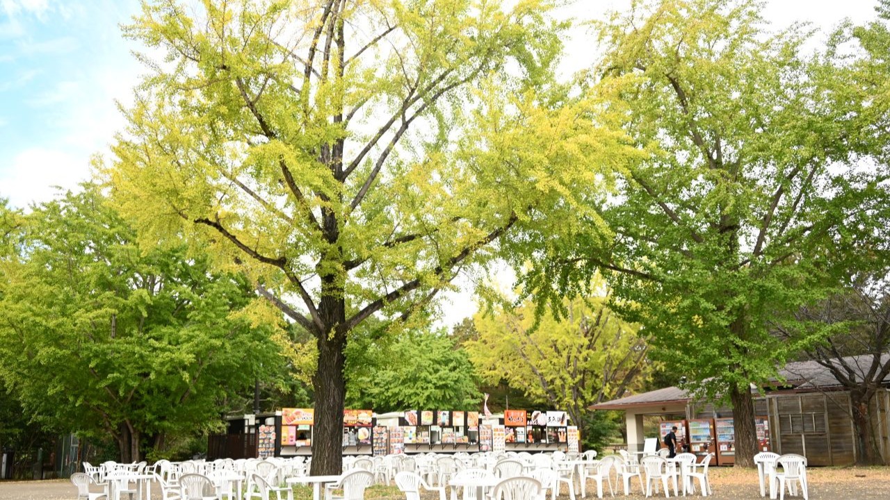 昭和記念公園
