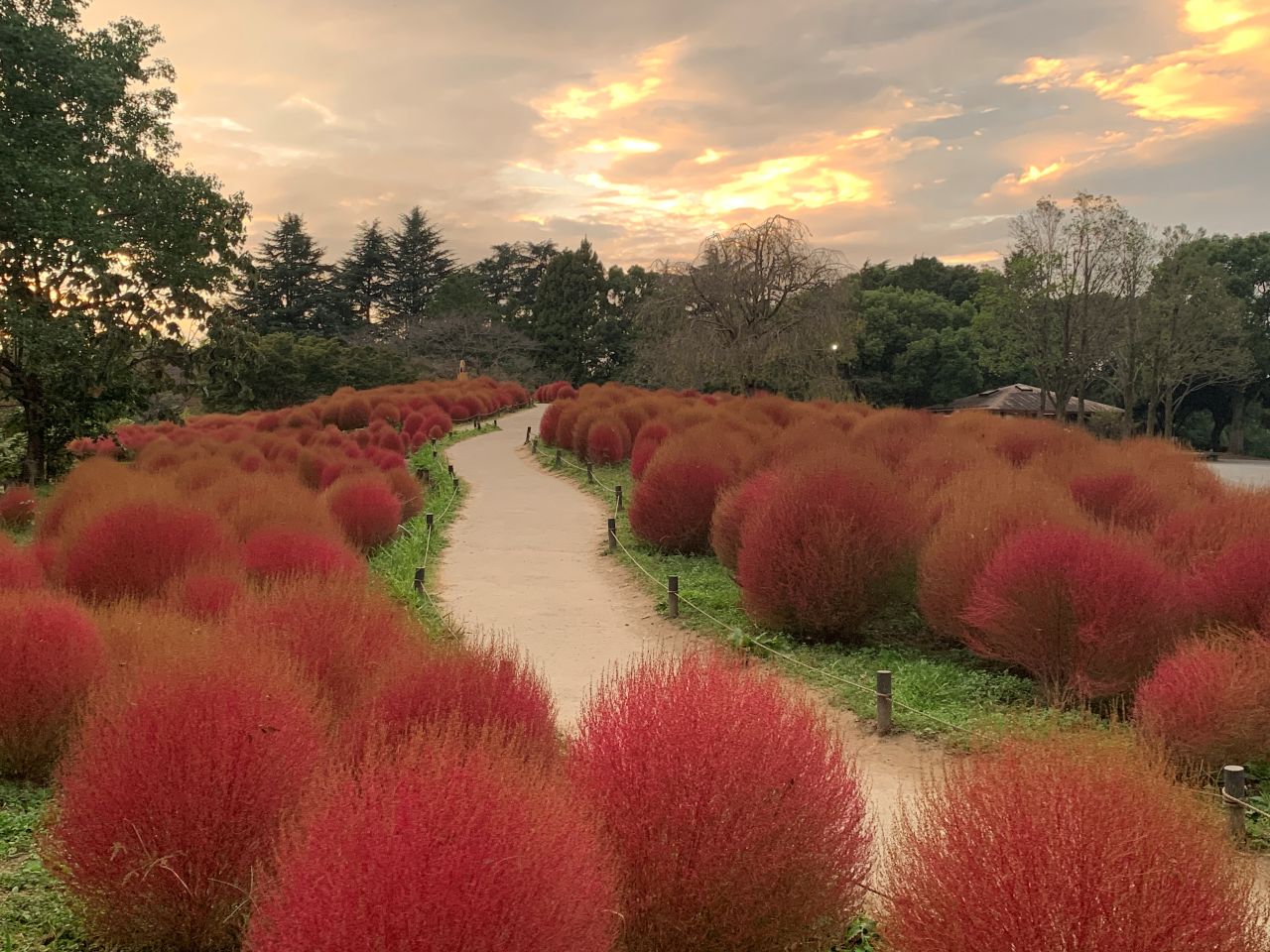 昭和記念公園