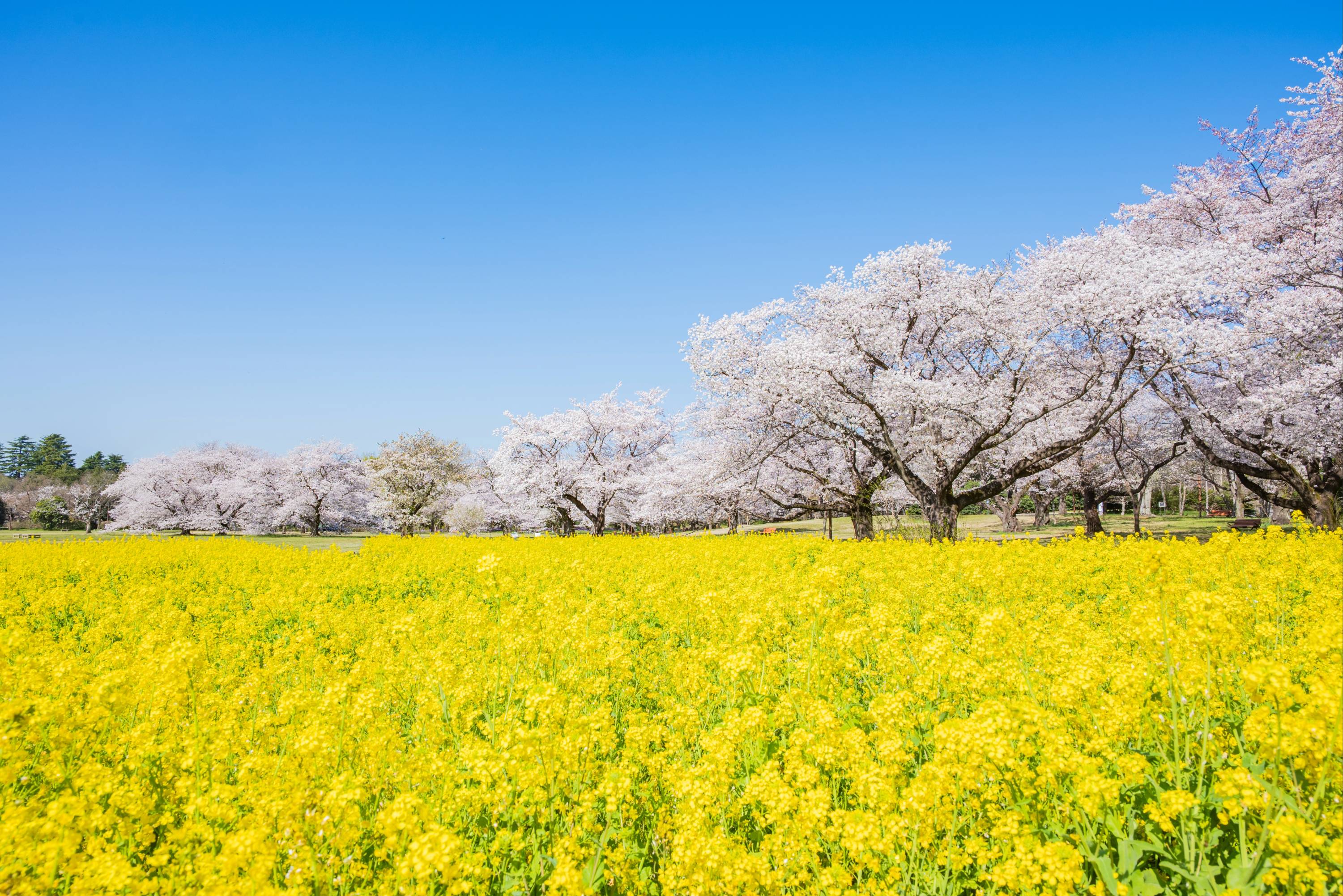 ナノハナ(花畑)