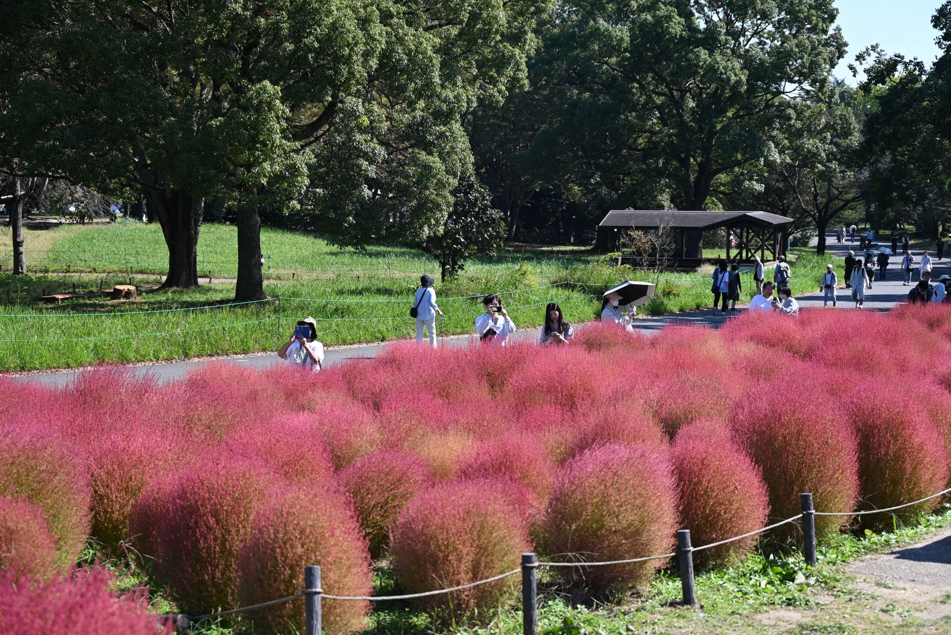 昭和記念公園