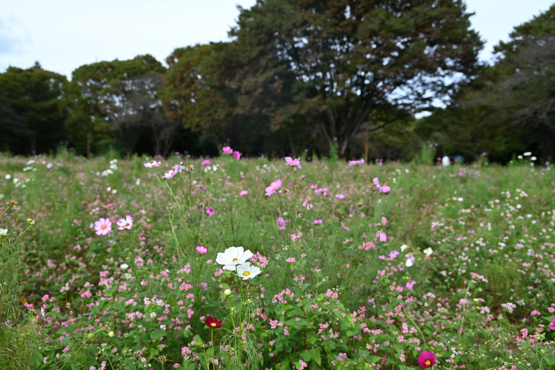 昭和記念公園
